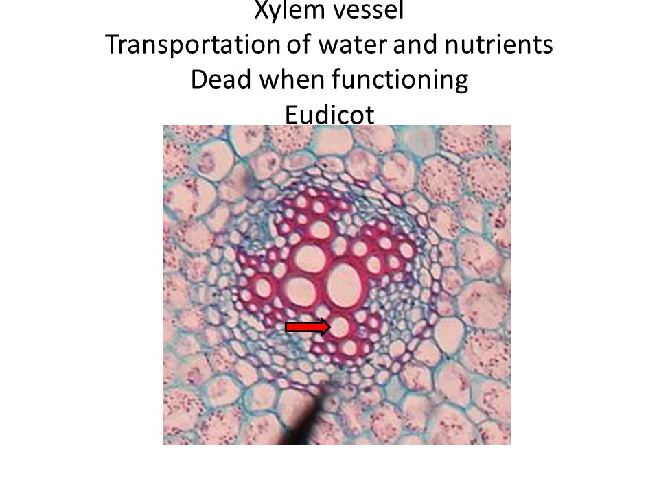 Xylem vessel Transportation of water and nutrients Dead when functioning Eudicot