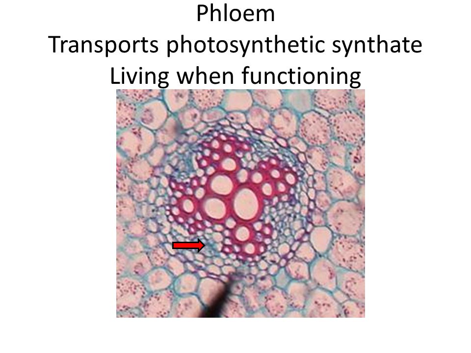 Phloem Transports photosynthetic synthate Living when functioning