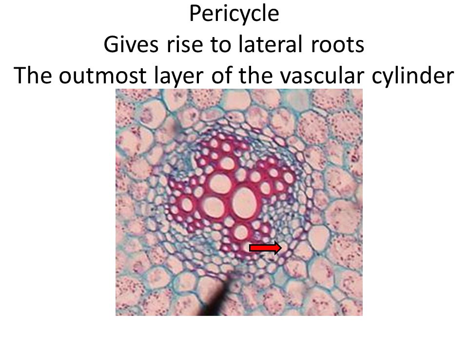 Pericycle Gives rise to lateral roots The outmost layer of the vascular cylinder