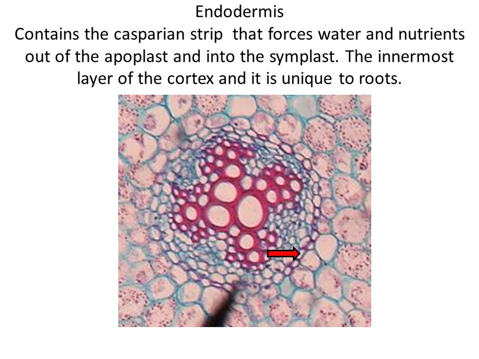 Endodermis Contains the casparian strip that forces water and nutrients out of the apoplast and into the symplast.