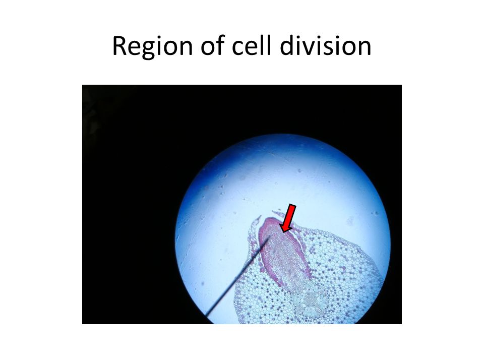 Region of cell division