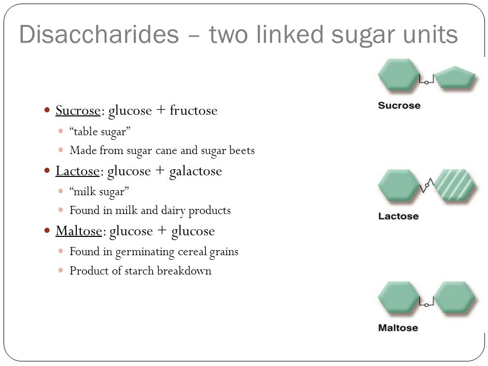 Sucrose: glucose + fructose table sugar Made from sugar cane and sugar beets Lactose: glucose + galactose milk sugar Found in milk and dairy products Maltose: glucose + glucose Found in germinating cereal grains Product of starch breakdown Disaccharides – two linked sugar units