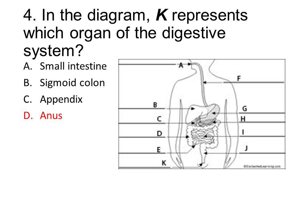 Digestive System Four Corners. 1. In the diagram below, the esophagus is  represented by which letter? A.F B.K C.J D.H. - ppt download