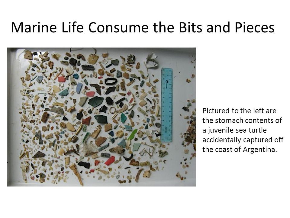 Marine Life Consume the Bits and Pieces Pictured to the left are the stomach contents of a juvenile sea turtle accidentally captured off the coast of Argentina.