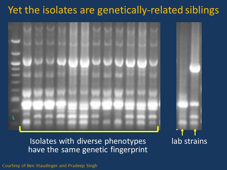 Yet the isolates are genetically-related siblings Courtesy of Ben Staudinger and Pradeep Singh Isolates with diverse phenotypes have the same genetic fingerprint lab strains LL