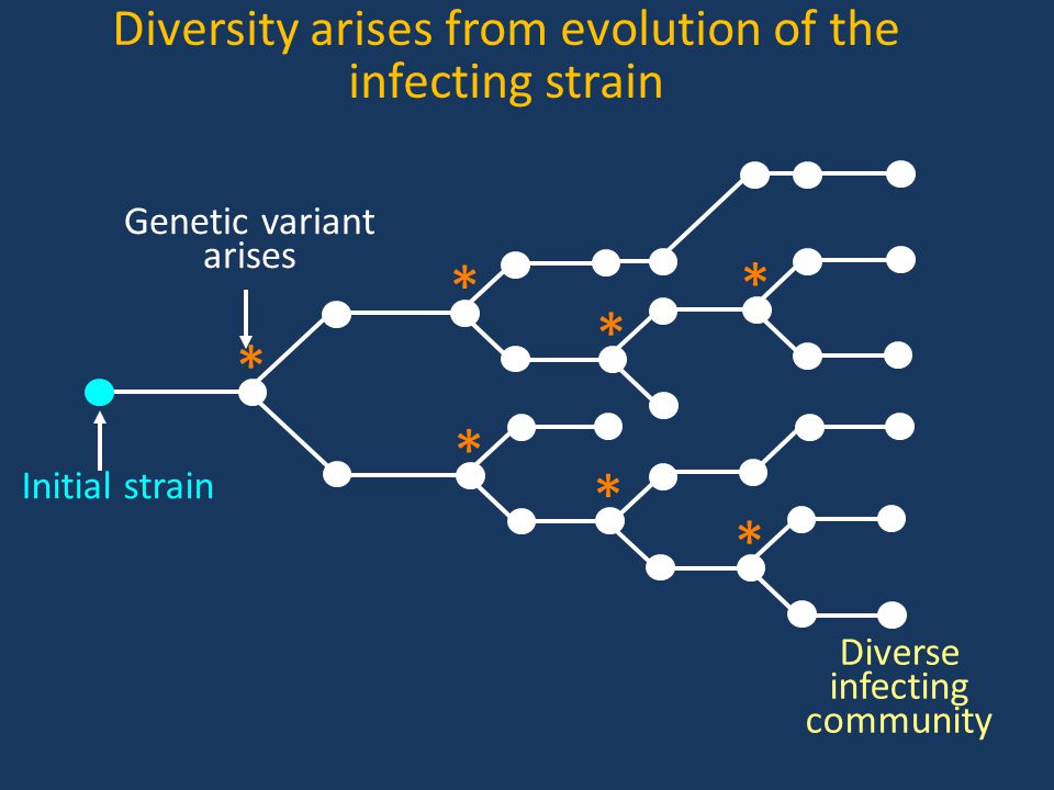 Initial strain * Genetic variant arises * * * * * * Diverse infecting community Diversity arises from evolution of the infecting strain