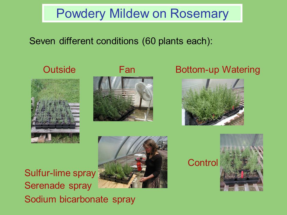 This Season S Challenges Powdery Mildew On Rosemary Pests In Spray Serenade Sodium Bicarbonate Seven Diffe Conditions 60 Plants Each Bottom Up Watering Control Powdery Mildew On Rosemary