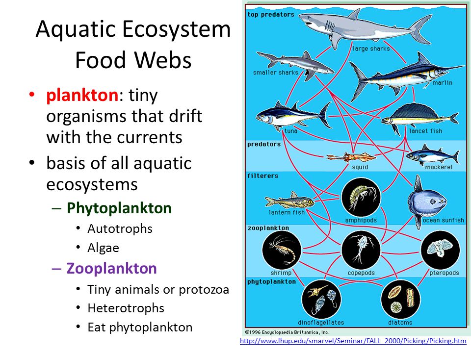 Aquatic Ecosystems Ch 7 & more. Aquatic Ecosystem Food Webs plankton: tiny  organisms that drift with the currents basis of all aquatic ecosystems –  Phytoplankton. - ppt download