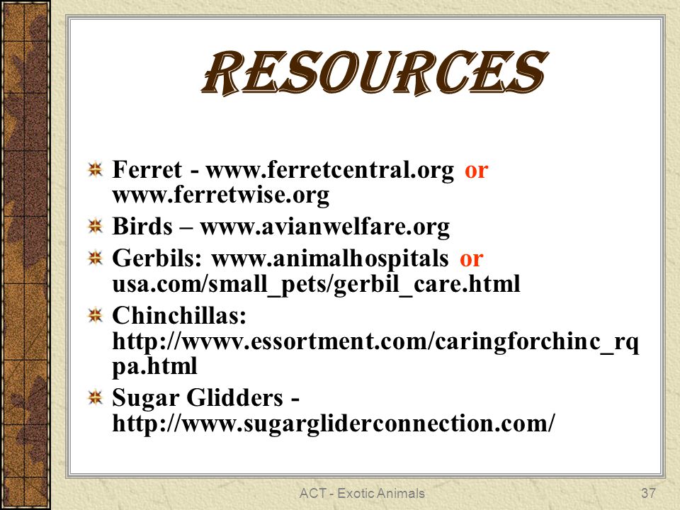 ACT - Exotic Animals37 RESOURCES Ferret -   or   Birds –   Gerbils:   or usa.com/small_pets/gerbil_care.html Chinchillas:   pa.html Sugar Glidders -