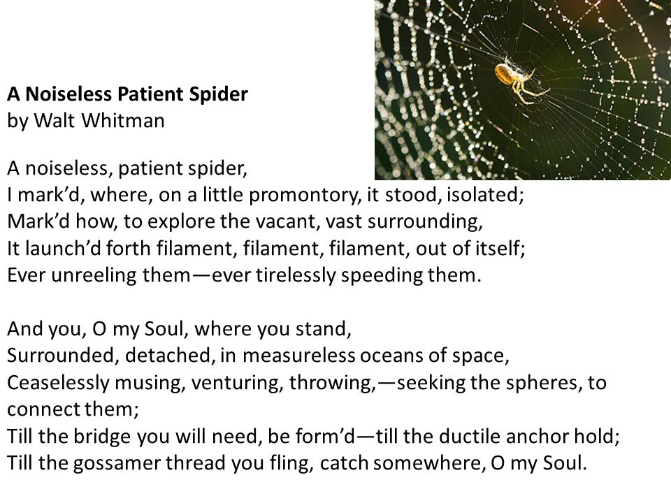 A Noiseless Patient Spider by Walt Whitman A noiseless, patient spider, I mark’d, where, on a little promontory, it stood, isolated; Mark’d how, to explore the vacant, vast surrounding, It launch’d forth filament, filament, filament, out of itself; Ever unreeling them—ever tirelessly speeding them.