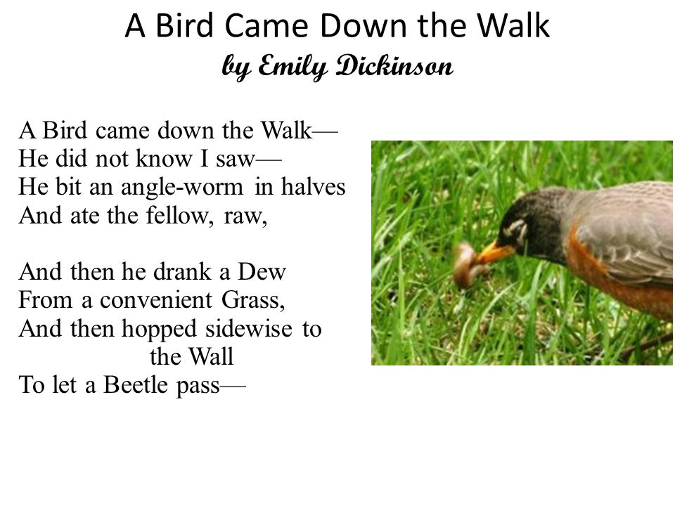 A Bird Came Down the Walk by Emily Dickinson A Bird came down the Walk— He did not know I saw— He bit an angle-worm in halves And ate the fellow, raw, And then he drank a Dew From a convenient Grass, And then hopped sidewise to the Wall To let a Beetle pass—