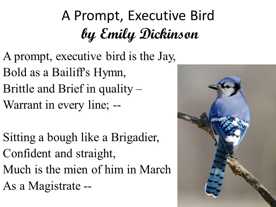 A Prompt, Executive Bird by Emily Dickinson A prompt, executive bird is the Jay, Bold as a Bailiff s Hymn, Brittle and Brief in quality – Warrant in every line; -- Sitting a bough like a Brigadier, Confident and straight, Much is the mien of him in March As a Magistrate --