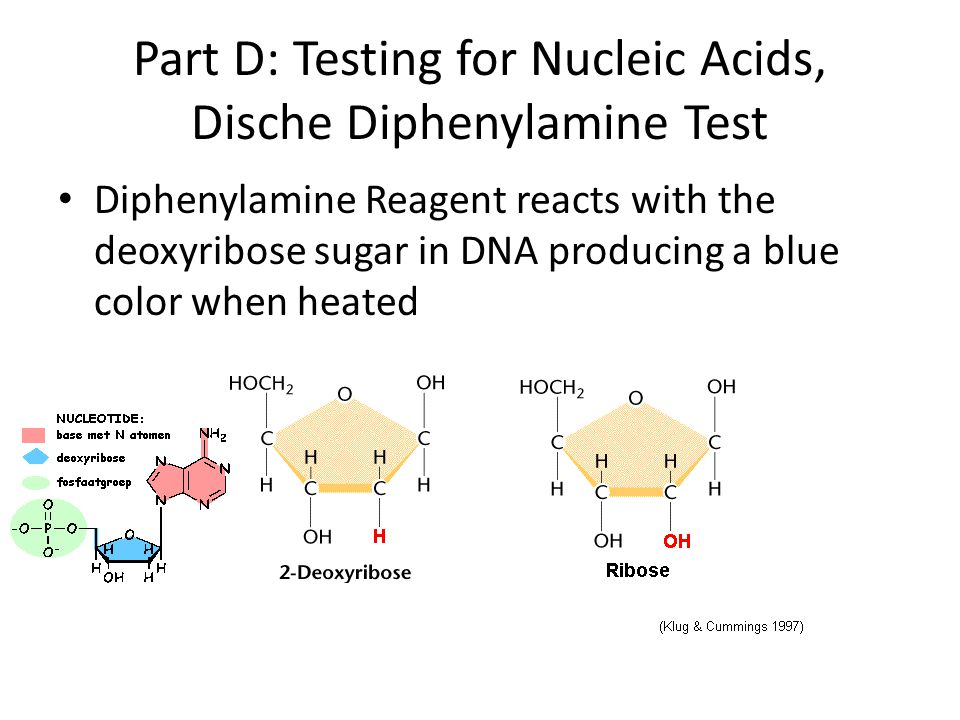 Part D: Testing for Nucleic Acids, Dische Diphenylamine Test Diphenylamine Reagent reacts with the deoxyribose sugar in DNA producing a blue color when heated