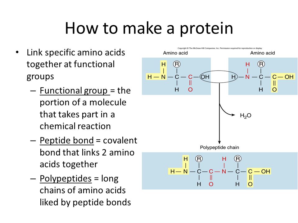 How to make a protein Link specific amino acids together at functional groups – Functional group = the portion of a molecule that takes part in a chemical reaction – Peptide bond = covalent bond that links 2 amino acids together – Polypeptides = long chains of amino acids liked by peptide bonds