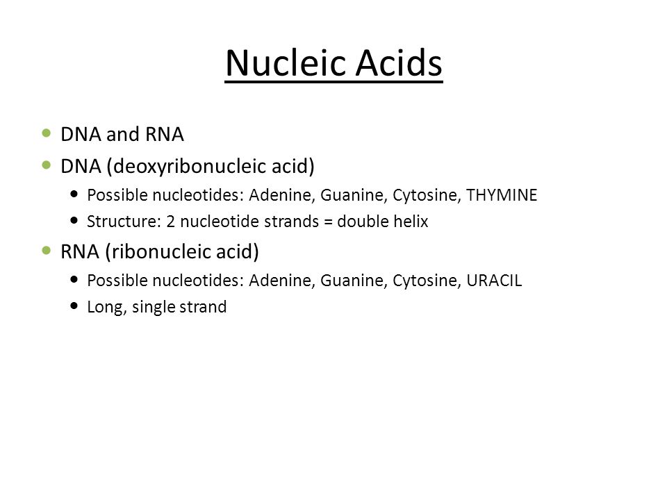 Nucleic Acids DNA and RNA DNA (deoxyribonucleic acid) Possible nucleotides: Adenine, Guanine, Cytosine, THYMINE Structure: 2 nucleotide strands = double helix RNA (ribonucleic acid) Possible nucleotides: Adenine, Guanine, Cytosine, URACIL Long, single strand