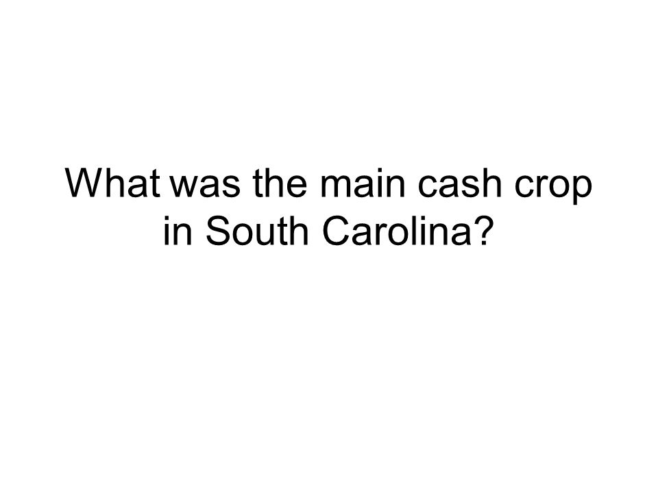 What was the main cash crop in South Carolina