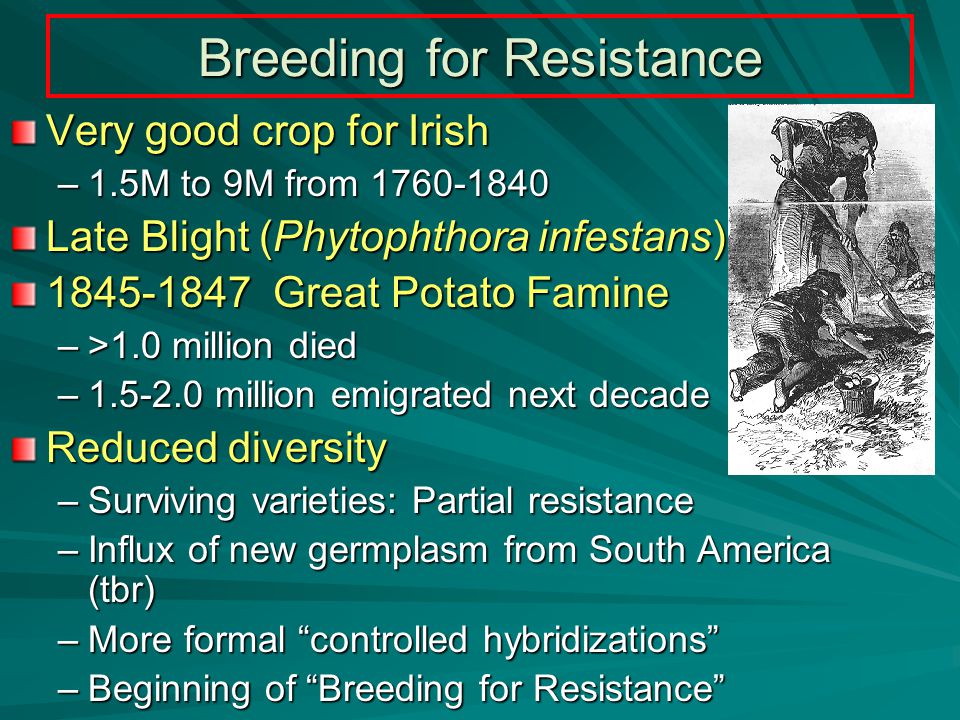 Breeding for Resistance Very good crop for Irish –1.5M to 9M from Late Blight (Phytophthora infestans) Great Potato Famine –>1.0 million died – million emigrated next decade Reduced diversity –Surviving varieties: Partial resistance –Influx of new germplasm from South America (tbr) –More formal controlled hybridizations –Beginning of Breeding for Resistance