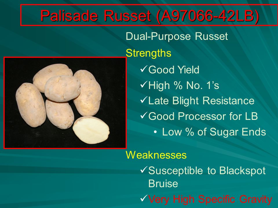 Palisade Russet (A LB) Dual-Purpose Russet Strengths Good Yield High % No.