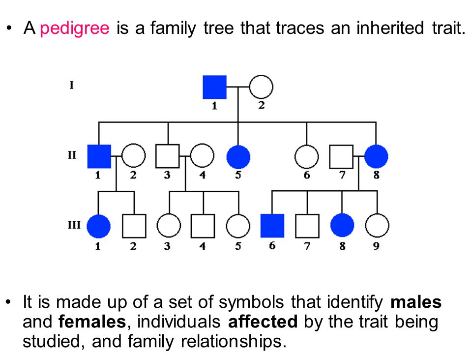 Pedigree Chart For Free Or Attached Earlobes