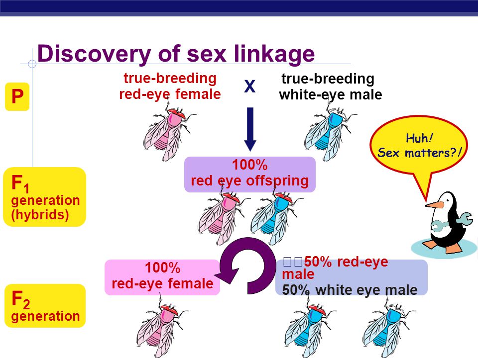 Sex linkage in drosophila