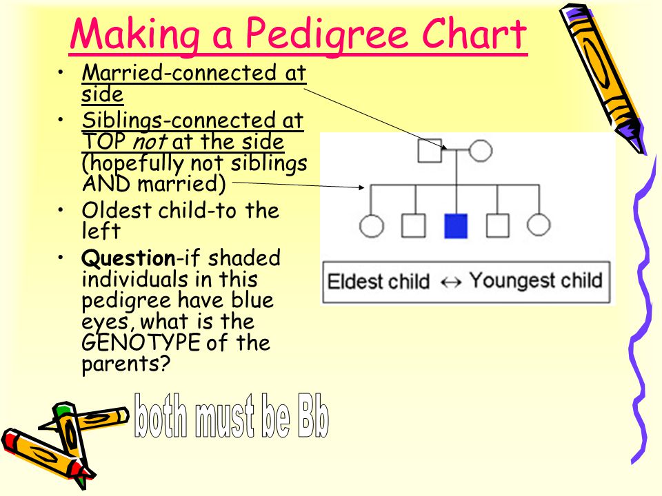 How Do You Make A Pedigree Chart