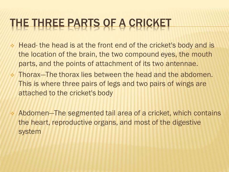  Head- the head is at the front end of the cricket s body and is the location of the brain, the two compound eyes, the mouth parts, and the points of attachment of its two antennae.