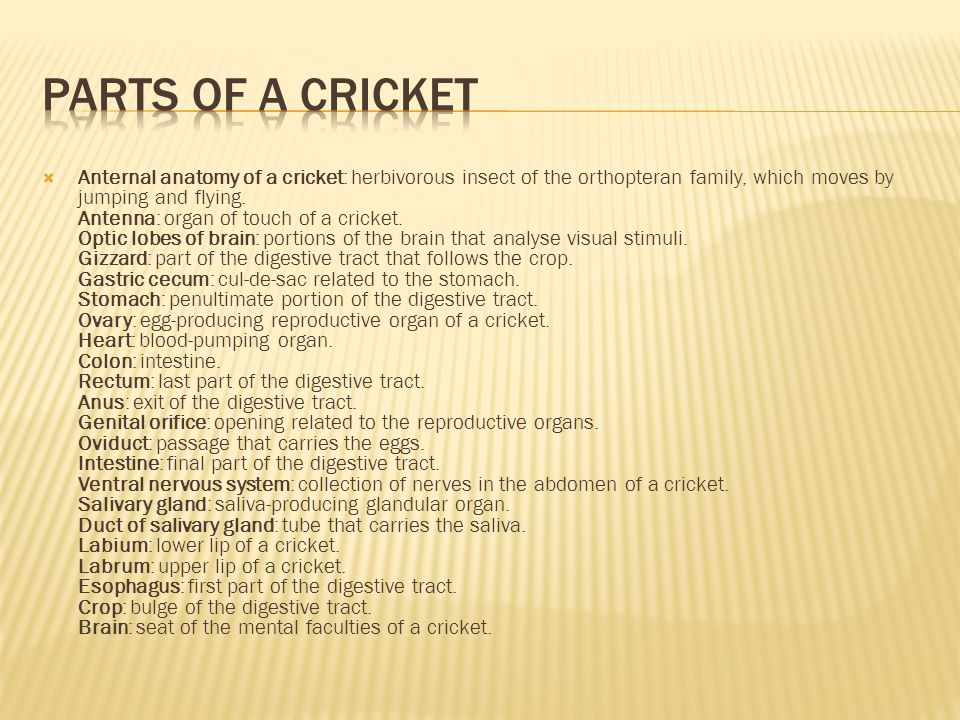  Anternal anatomy of a cricket: herbivorous insect of the orthopteran family, which moves by jumping and flying.