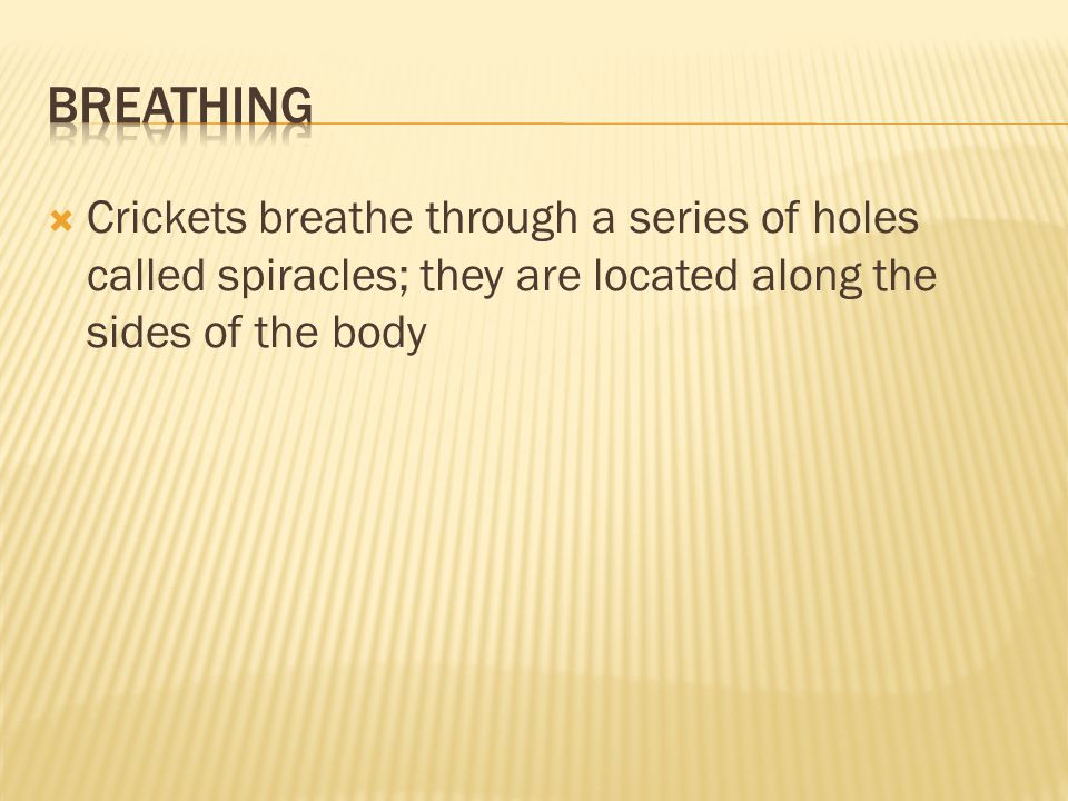  Crickets breathe through a series of holes called spiracles; they are located along the sides of the body