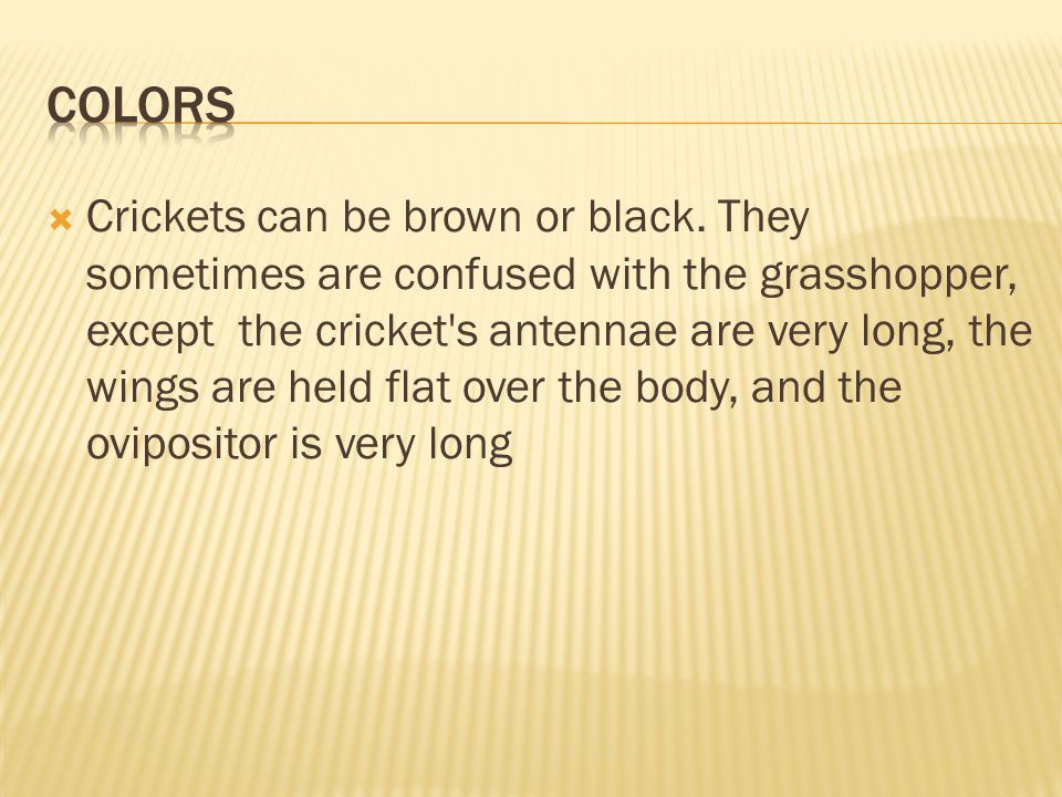  Crickets can be brown or black.