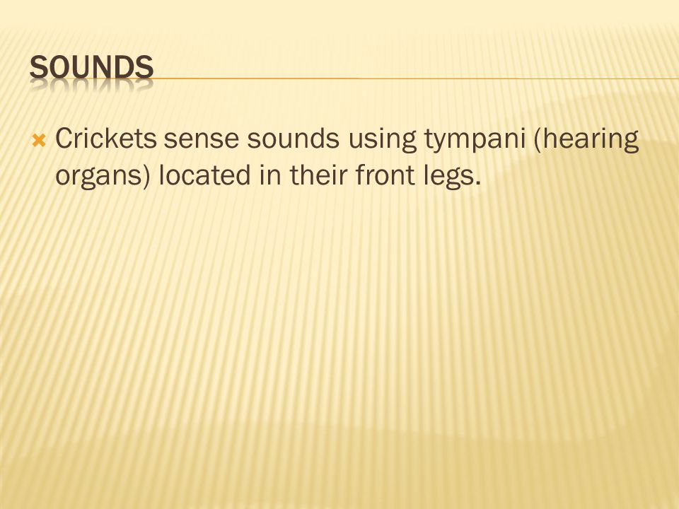  Crickets sense sounds using tympani (hearing organs) located in their front legs.