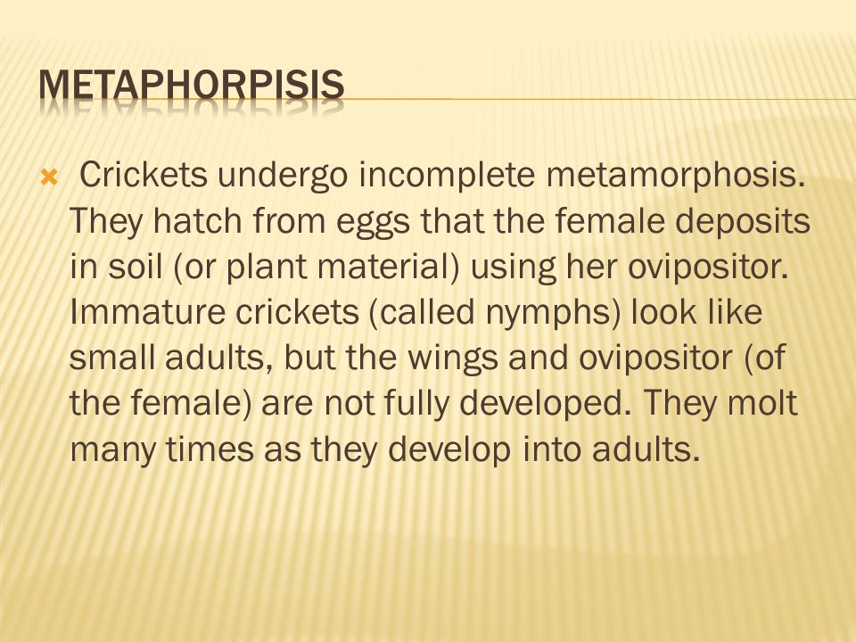  Crickets undergo incomplete metamorphosis.