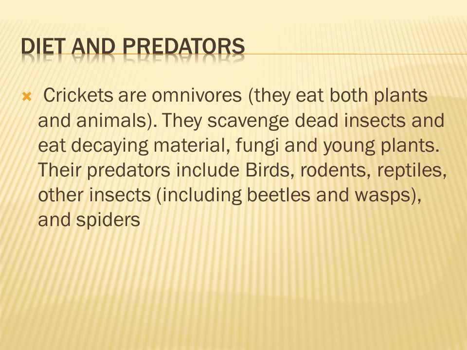  Crickets are omnivores (they eat both plants and animals).