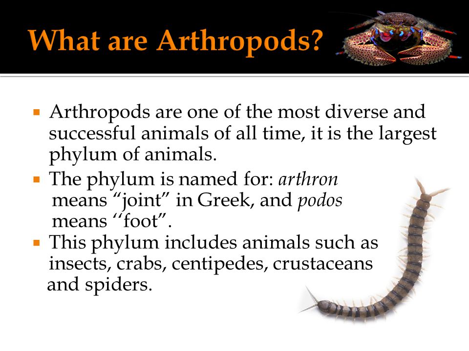 Arthropods are one of the most diverse and successful animals of all time,  it is the largest phylum of animals.  The phylum is named for: arthron  means. - ppt download