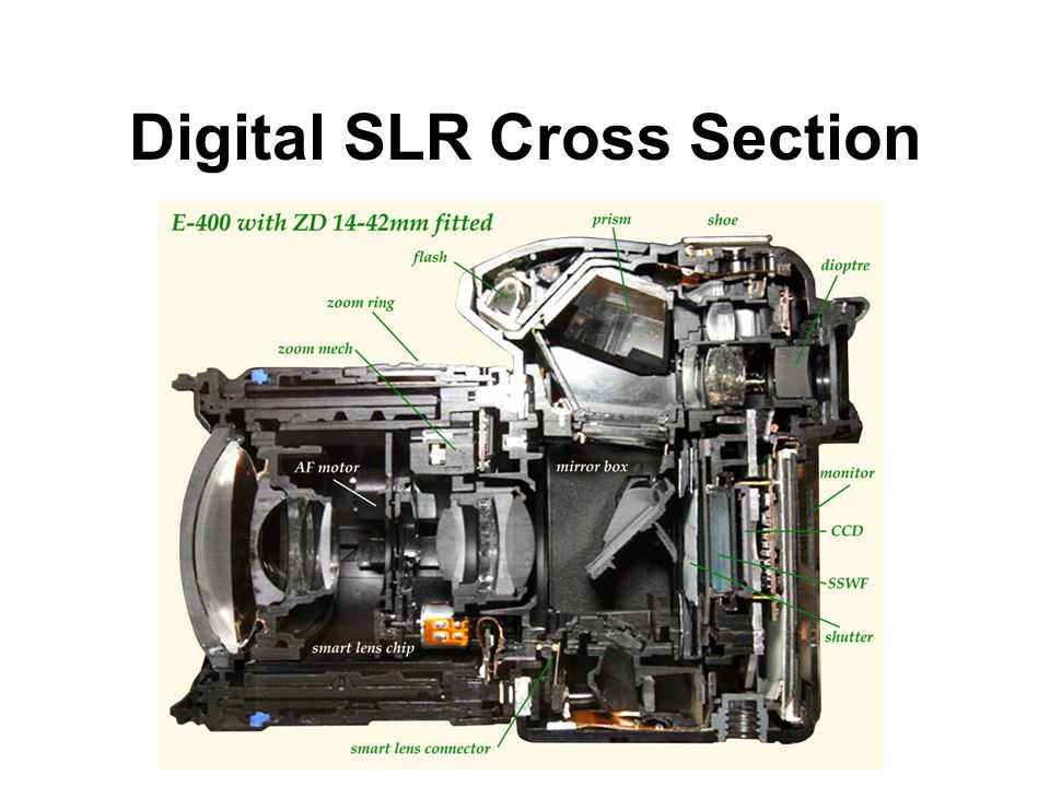 Digital SLR Cross Section