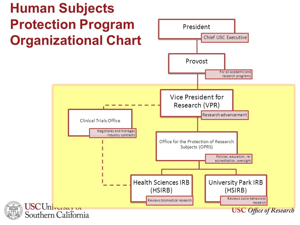 Usc Organizational Chart