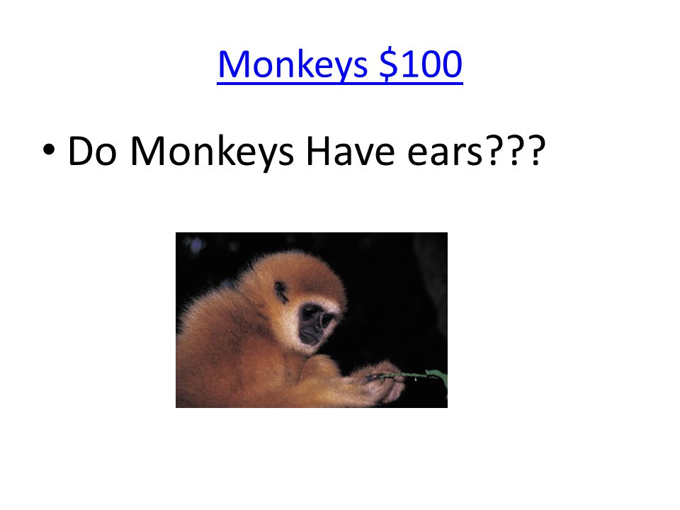 Monkeys $100 Do Monkeys Have ears