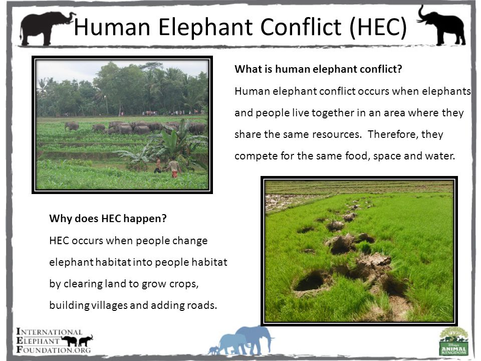Human Elephant Conflict (HEC) What is human elephant conflict? Human  elephant conflict occurs when elephants and ...