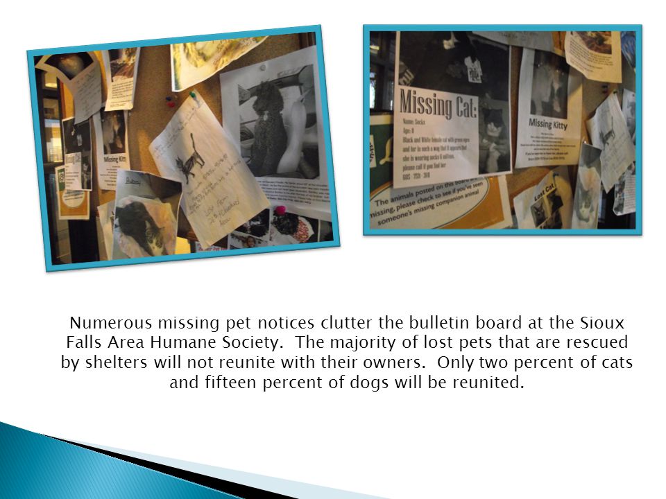 Numerous missing pet notices clutter the bulletin board at the Sioux Falls Area Humane Society.