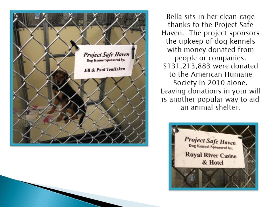 Bella sits in her clean cage thanks to the Project Safe Haven.