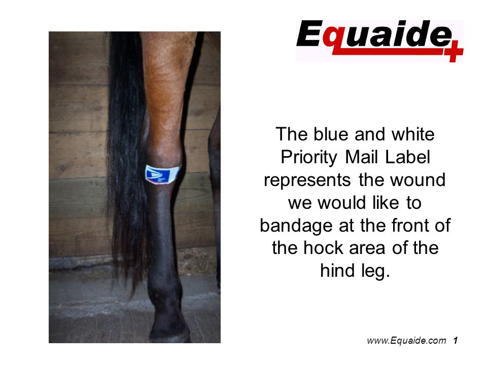 1 The blue and white Priority Mail Label represents the wound we would like to bandage at the front of the hock area of the hind leg.