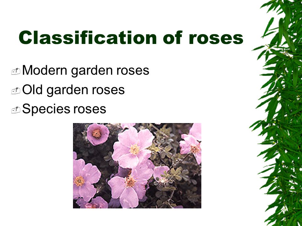 Roses Classification Of Roses Modern Garden Roses Old Garden Roses Species Roses Ppt Download