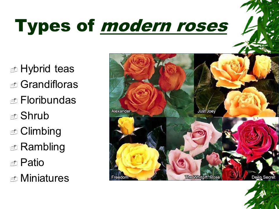 Roses. Classification of roses  Modern garden roses  Old garden roses   Species roses. - ppt download