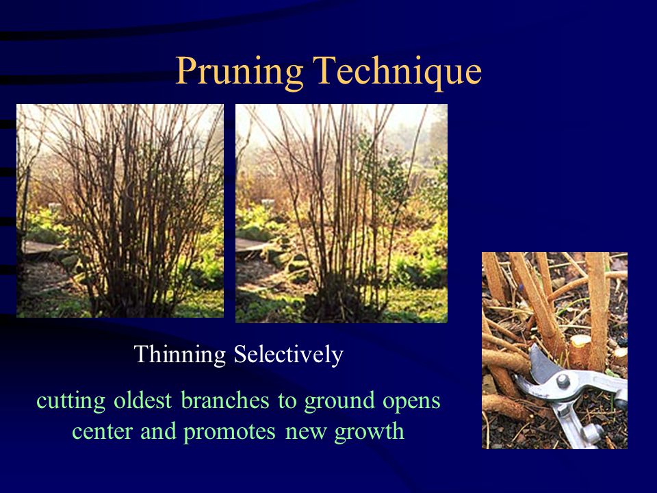 Pruning Technique Thinning Selectively cutting oldest branches to ground opens center and promotes new growth