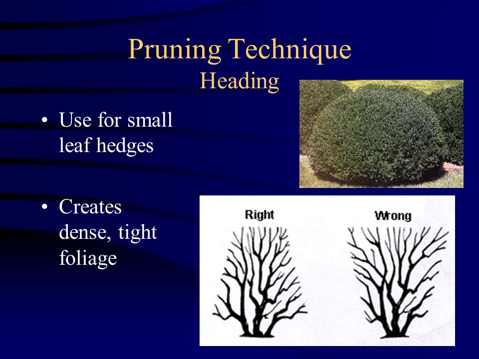 Pruning Technique Heading Use for small leaf hedges Creates dense, tight foliage