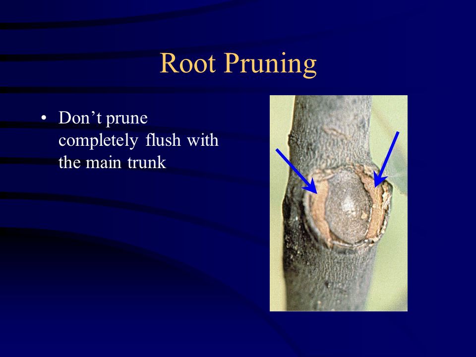 Root Pruning Don’t prune completely flush with the main trunk