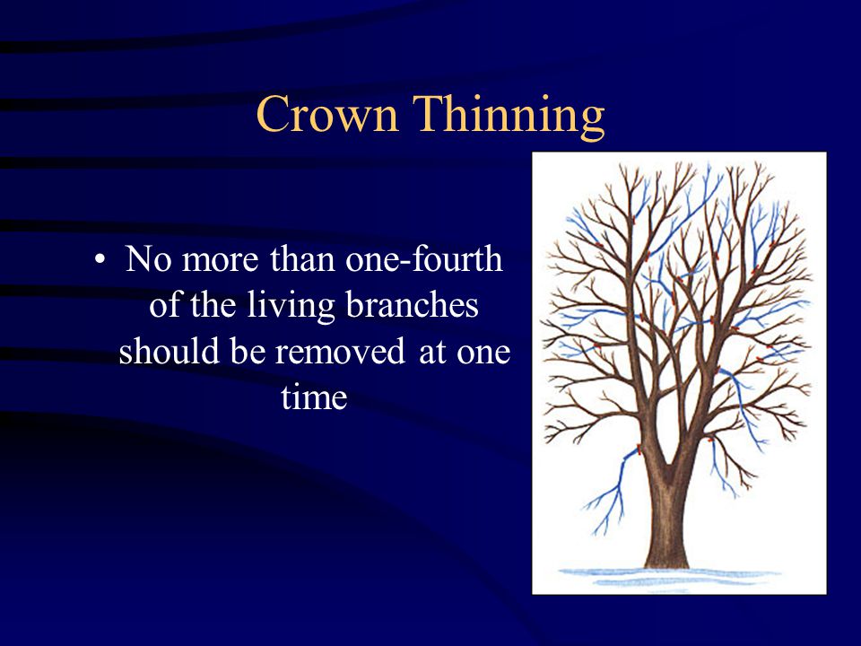 Crown Thinning No more than one-fourth of the living branches should be removed at one time