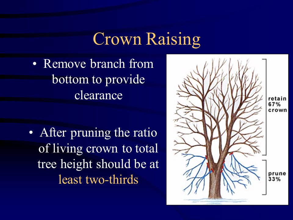 Crown Raising Remove branch from bottom to provide clearance After pruning the ratio of living crown to total tree height should be at least two-thirds