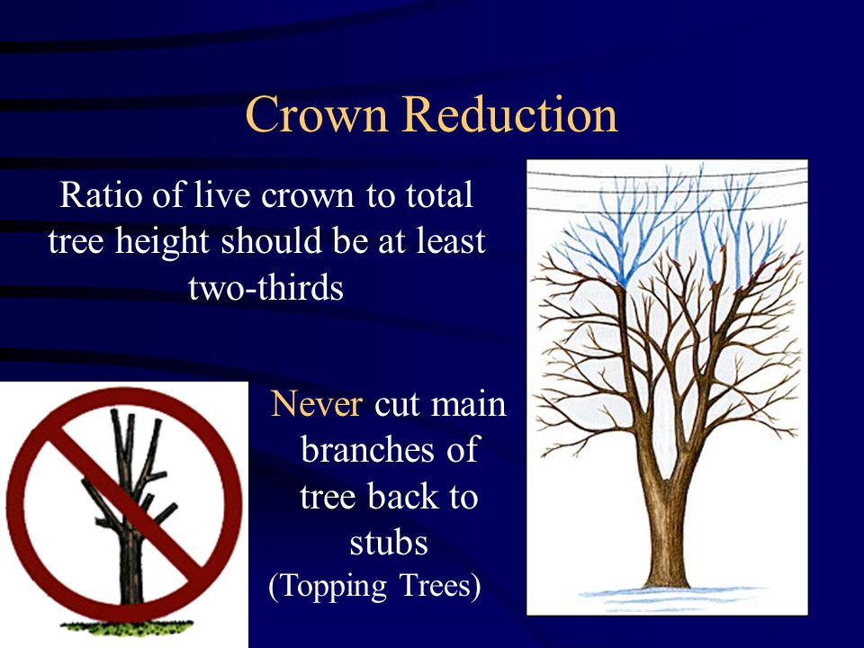 Crown Reduction Ratio of live crown to total tree height should be at least two-thirds Never cut main branches of tree back to stubs (Topping Trees)