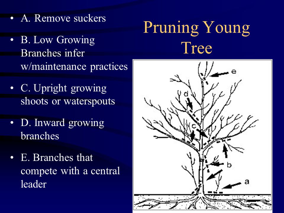 Pruning Young Tree A. Remove suckers B. Low Growing Branches infer w/maintenance practices C.