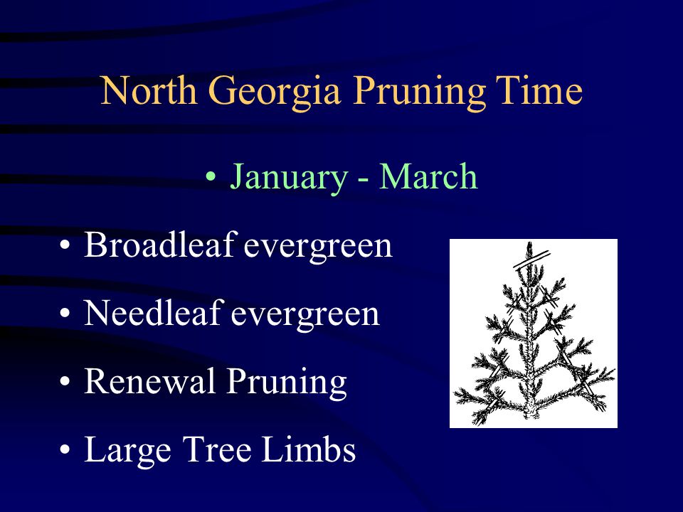 North Georgia Pruning Time January - March Broadleaf evergreen Needleaf evergreen Renewal Pruning Large Tree Limbs
